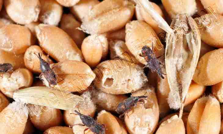 How to find bugs in grain