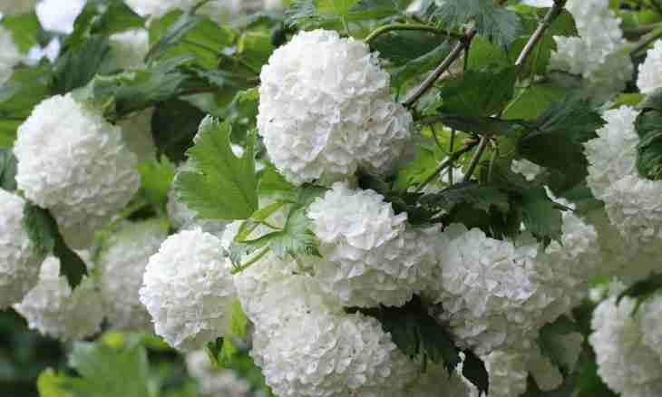How to keep a guelder-rose