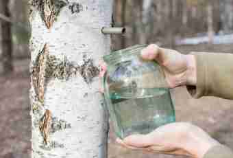 How to preserve birch sap