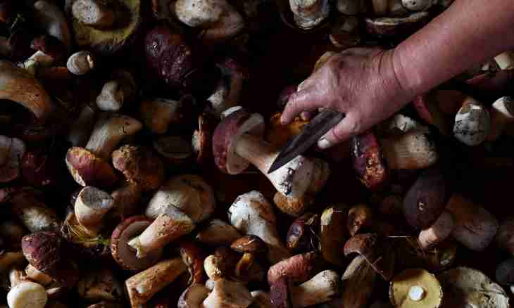 How to dry mushrooms and berries in house conditions