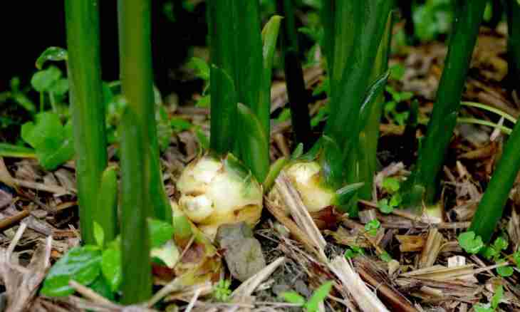 As ginger grows: cultivation of ginger in house conditions