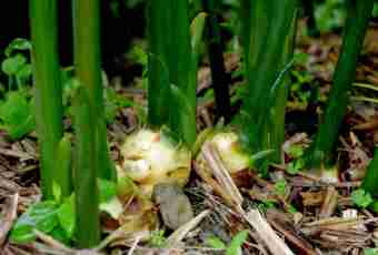 As ginger grows: cultivation of ginger in house conditions