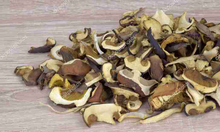 Dry mushrooms: ways of a zasushka
