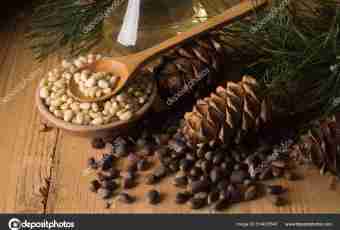 How to cook cedar cones