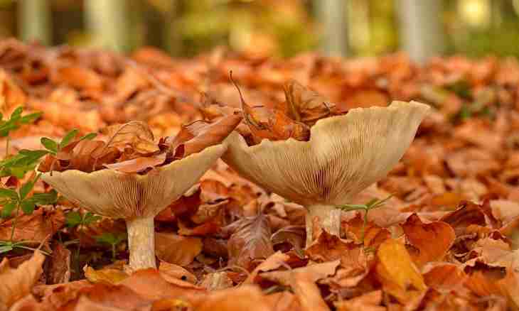 What autumn mushrooms can be dried