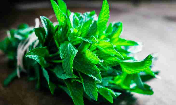 Useful properties of a peppermint