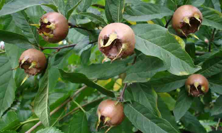 Medlar Caucasian – unusual fruit