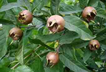 Medlar Caucasian – unusual fruit