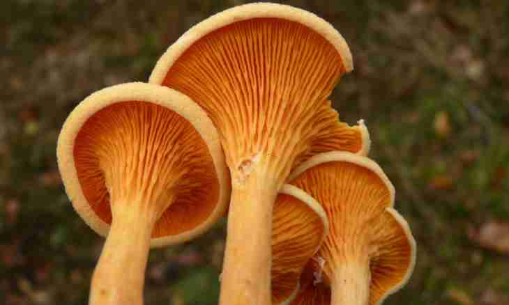 How to distinguish chanterelles from false