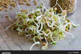 How to use solution from wheat sprouts