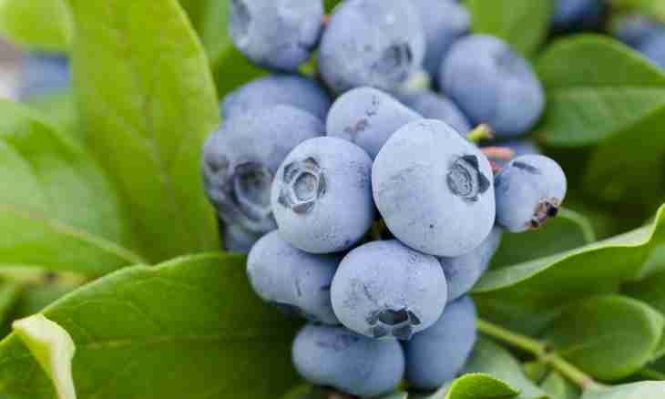 What blueberry differs from bilberry in