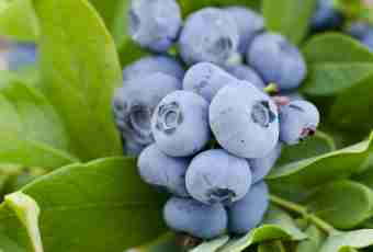 What blueberry differs from bilberry in