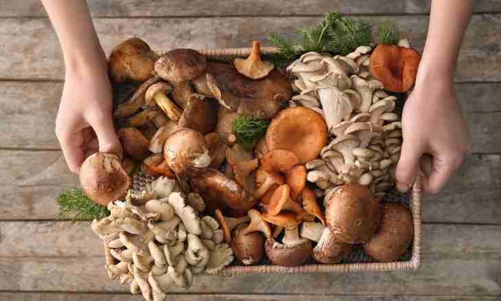 How to make a mushroom of a chag