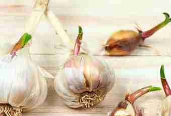 How to keep the sprouting garlic