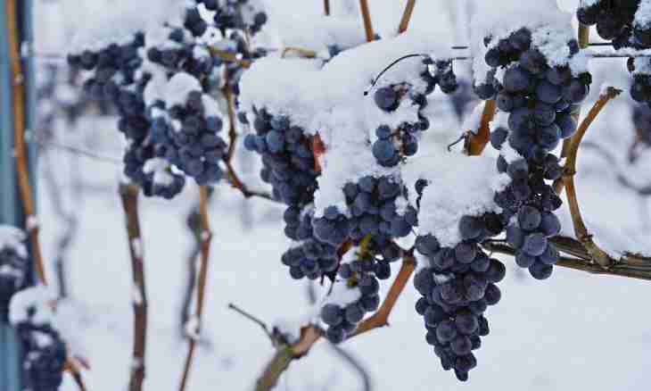 How to keep grapes for the winter