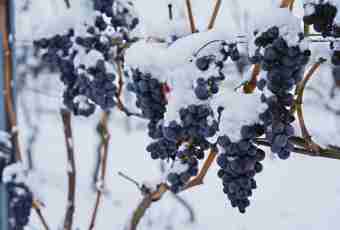 How to keep grapes for the winter