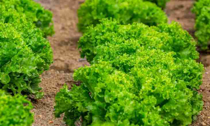 Salad фриллис: description and features of cultivation