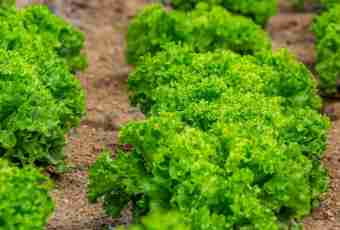 Salad фриллис: description and features of cultivation