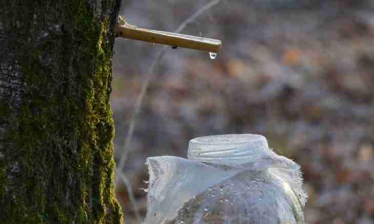 Birch sap: useful and harmful properties