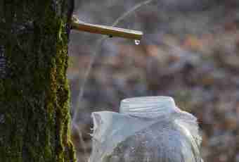 Birch sap: useful and harmful properties