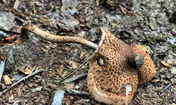 How to define a poisonous fungus