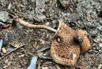 How to define a poisonous fungus
