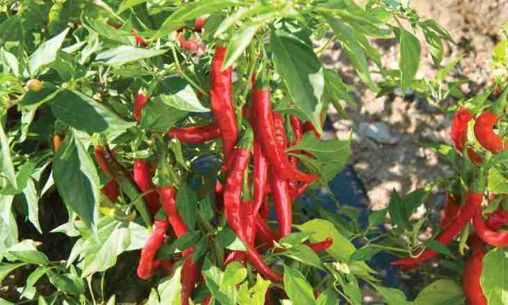 How to choose and use a Cayenne pepper
