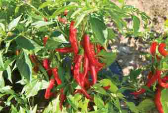 How to choose and use a Cayenne pepper