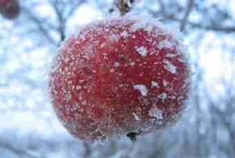 How to keep apples in the winter
