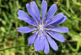 As chicory looks