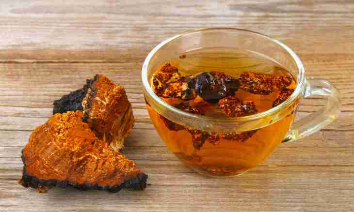 Tea mushroom: advantage and contraindications