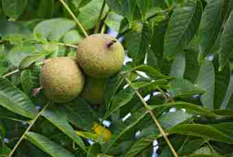 Black walnut - a useful plant from North America