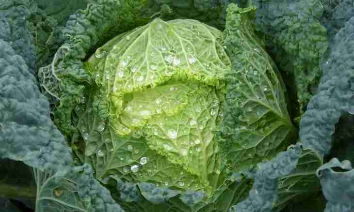 In what month to salt cabbage for the winter