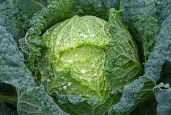 In what month to salt cabbage for the winter