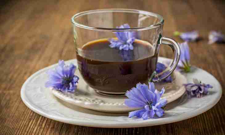Chicory - a useful alternative of coffee