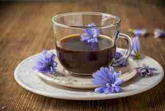Chicory - a useful alternative of coffee