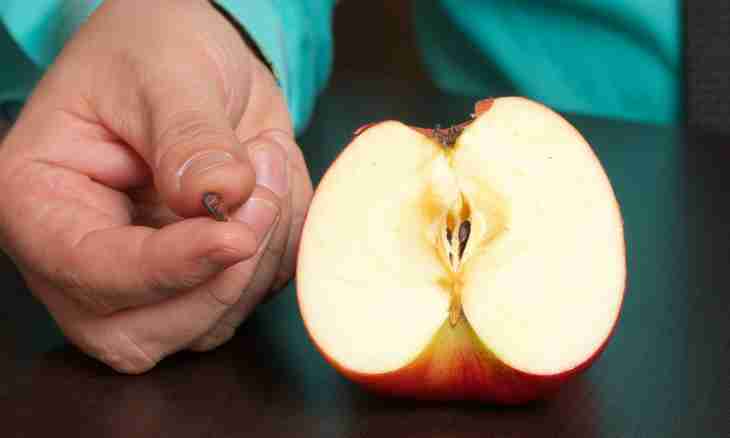 How to process apples from parasites