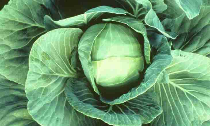 How many species of cabbage exist
