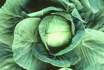 How many species of cabbage exist