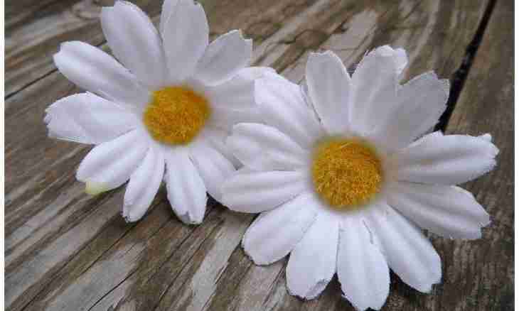 How to make a camomile of mastic