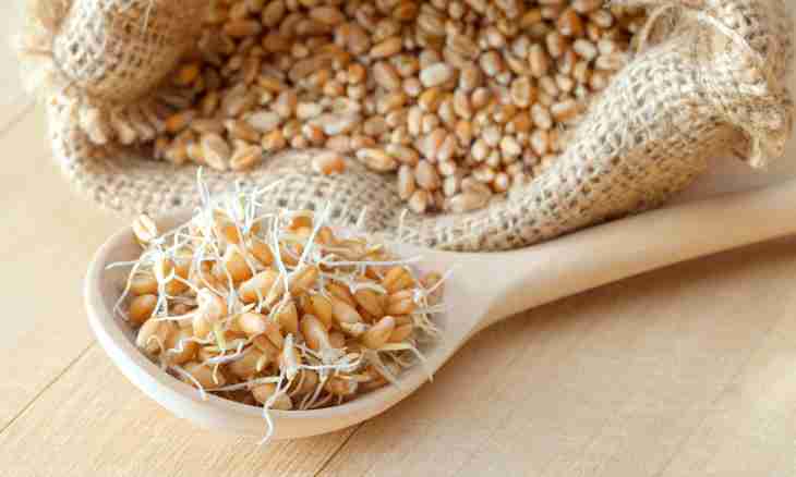 How to use a sprouted wheat