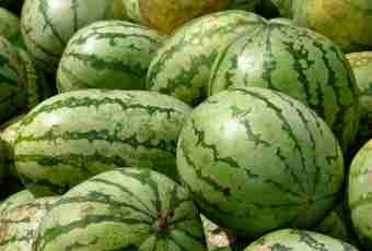 Time of watermelons