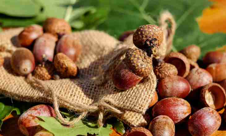 How to prepare acorns