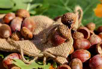 How to prepare acorns