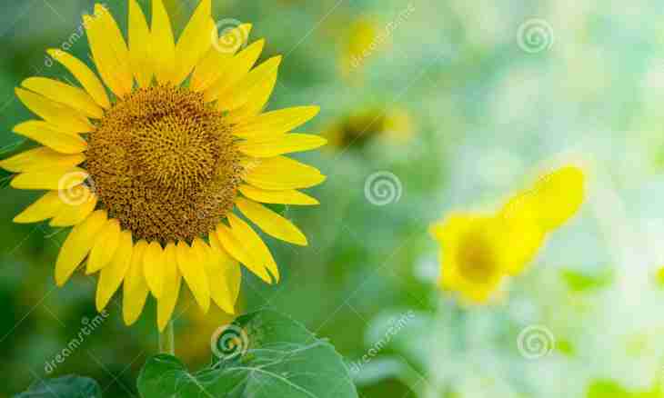 As it is correct to choose and store a girasol