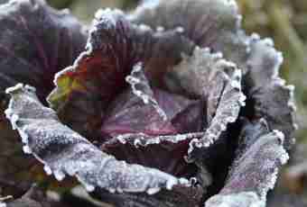 Whether it is possible to salt frost-damaged cabbage
