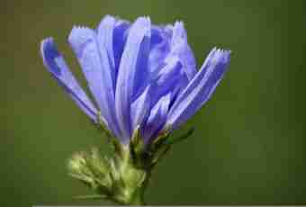 What is chicory, its advantage and harm