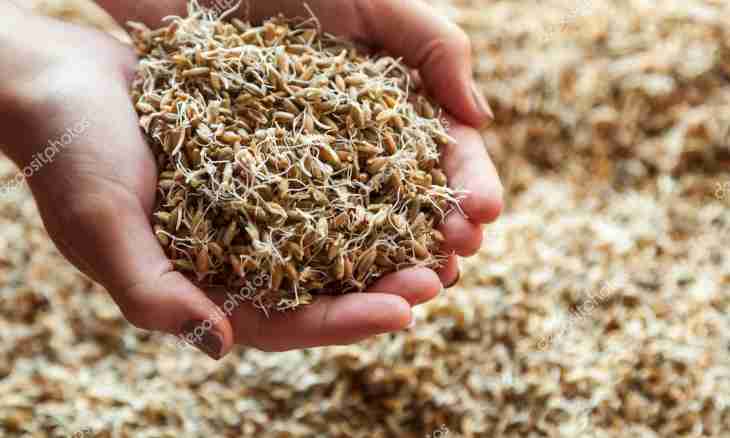 How to make germinated wheat