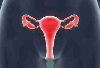 As the uterine milk is formed