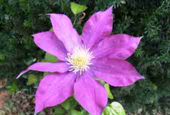 Richness of grades of a clematis